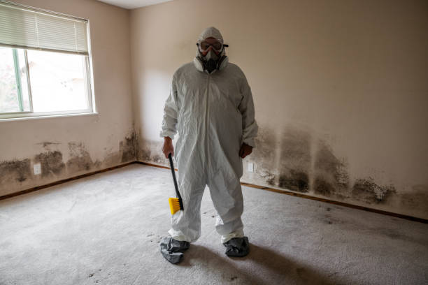 Best White Mold Remediation in Southgate, FL